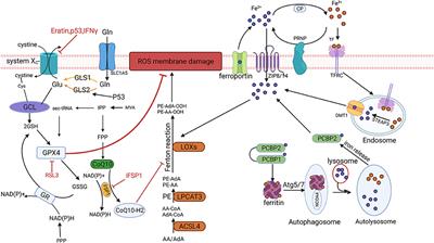 Mechanism of Ferroptosis and Its Role in Spinal Cord Injury